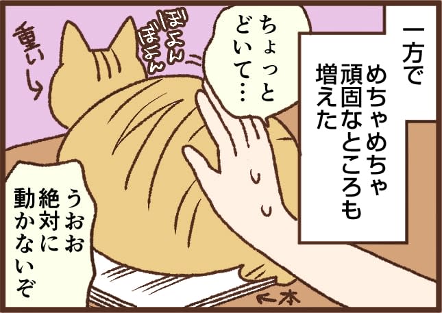 【吉川さん家の猫事情】#5話  猫がめちゃめちゃ頑固で…