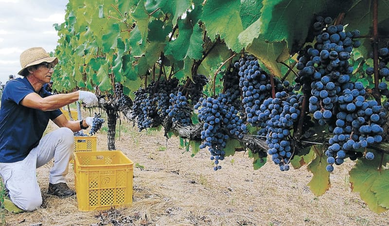 Noto wine brewing begins Anamizu, grape harvesting