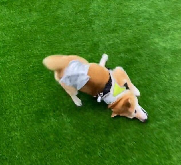 「スリスリ…」初めての人工芝ドッグランでの愛犬の遊び方が「最高に楽しんでる」と周囲に笑…