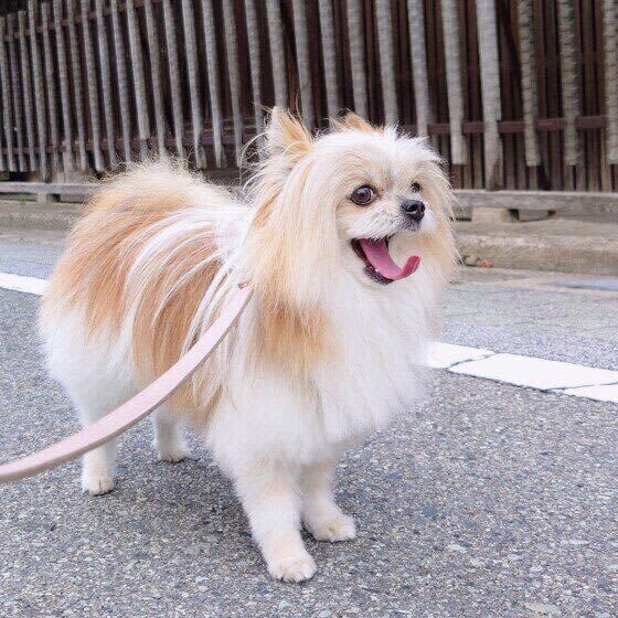 秋になっても油断は禁物！ 愛犬を熱中症にさせないためにできること