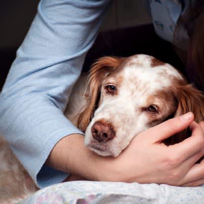 認知症の犬と暮らす飼い主の生活や認識についての研究結果