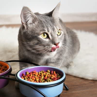 4 things to be careful about with "gluttonous cats"!What is the appropriate way to deal with it and how to raise it?