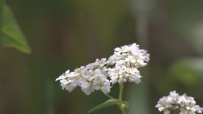 The best time to see the buckwheat flowers, which look like a snowy landscape, are in full bloom.