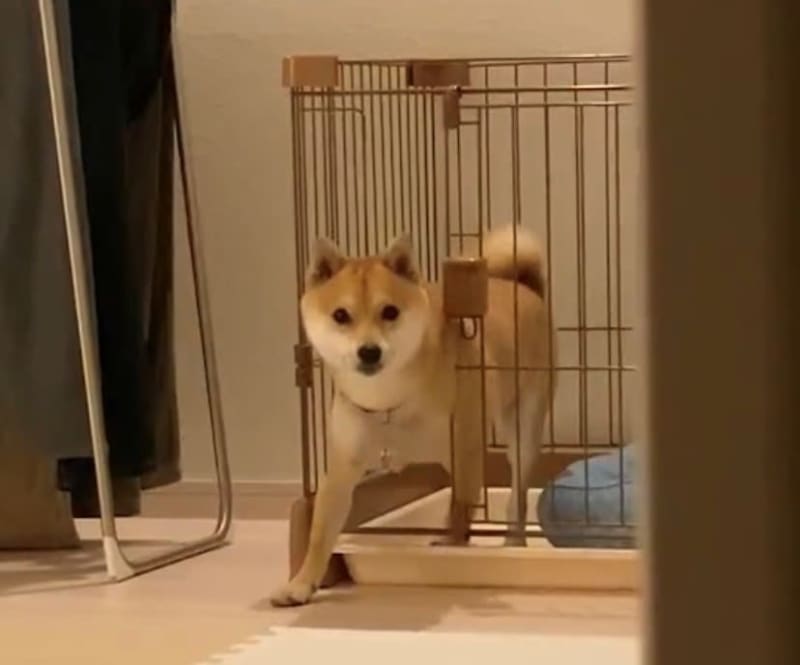 “Failure to escape and turn back” “Only one dog makes a strange face” Two Shiba Inu dogs that act unexpectedly are so cute