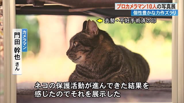 ``This is the kind of photo you take.'' Commercial photographer says what he noticed about cat's ears... Photo exhibition at Kochi Prefectural Art Exhibition