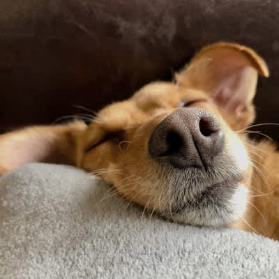 5 symptoms of dangerous dog snoring!What are the warning signs that could lead to death and what can owners do about it?
