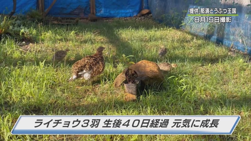 Three Japanese grouse chicks ``growing well'' after XNUMX days of birth Nasu Animal Kingdom