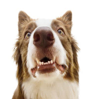 What to do if your dog's tooth breaksWhat the owner should do for the cause of breakage and prevention
