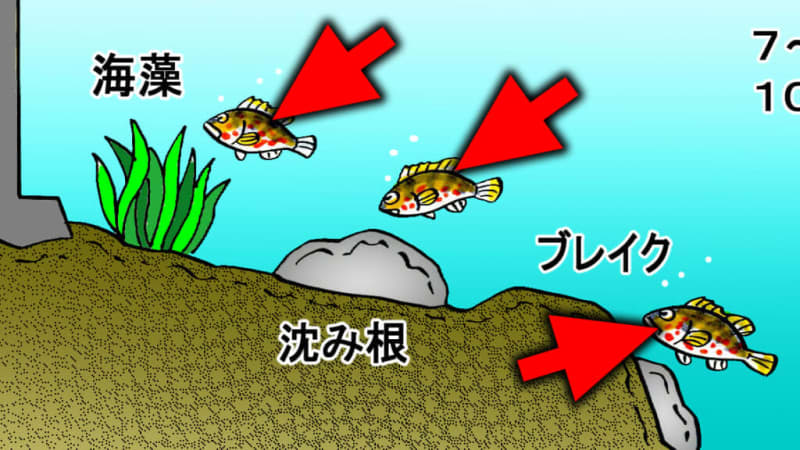 [After all...] ​​There was a law about the depth of water where large pheasant groupers lurk!Pointed out by an Akou hunter with 20 years of experience