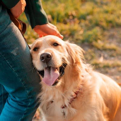 Why do dogs rub themselves against people's legs?3 psychological traits that are too cute and the signs you should be aware of