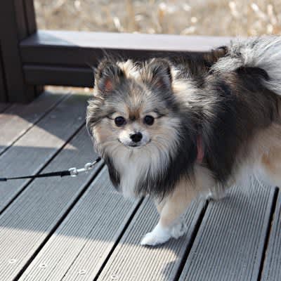 犬にとっての『最適な散歩コース』を選ぶ方法は？良い道と悪い道の違いや散歩方法を解説