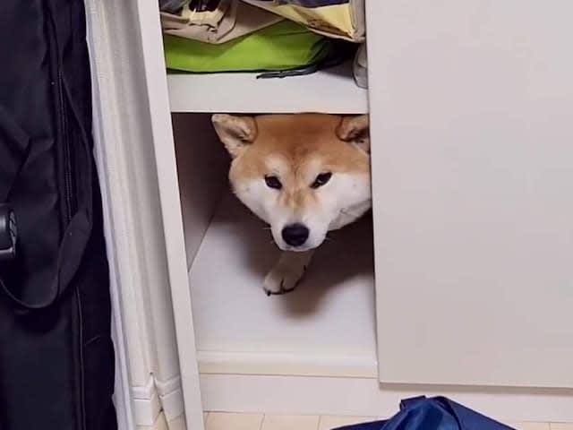 ``I feel sorry for him, but he's too cute.'' A Shiba Inu dog that is afraid of thunder and runs into the closet becomes a hot topic!Why are dogs afraid of thunder?