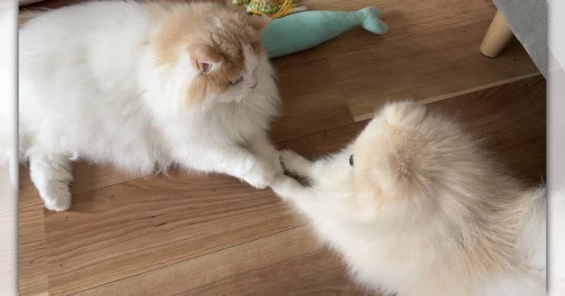 A cat and a dog look at each other and hold each other tightly ♡ The fluffy duo of good friends is cute ♪