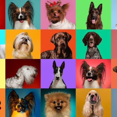 International research project published 2000 canine genomes
