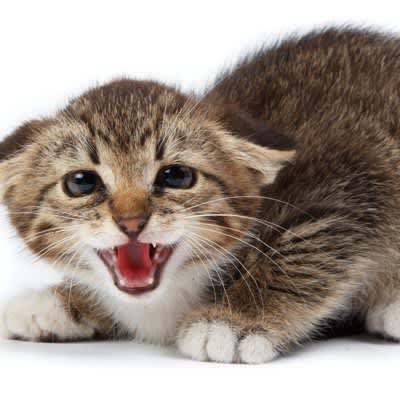 猫の『遠吠え』のような鳴き声の意味3つ！病気の可能性や止めさせたいときの対処法