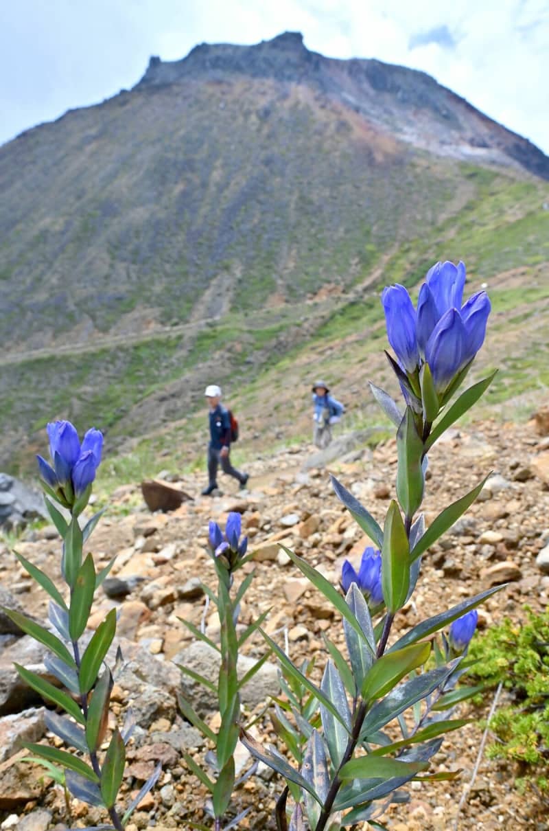 The blue-purple that announces autumn The best time to see gentian at Mt. Nasu On the 8th is "white dew"