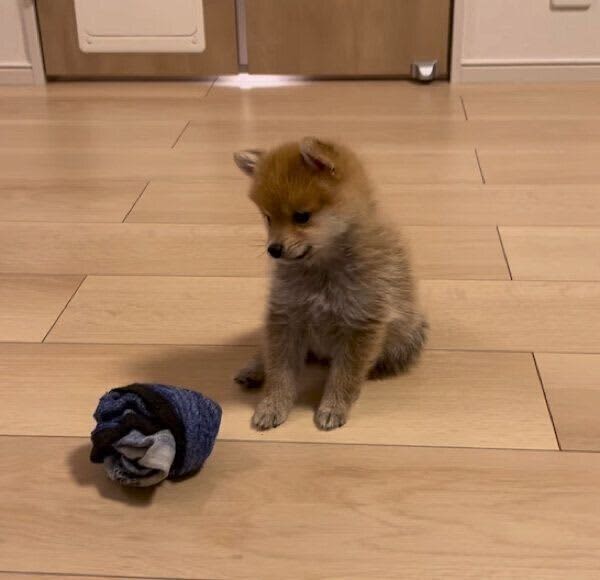 靴下で遊んでいた子犬が、突然クッションに体当たり！　「ナゾ可愛い行動」の理由にほっこり…