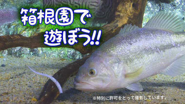 Japan's highest aquarium awaits! Let's have fun at "Hakone-en"! [Amphibious ninja bus and various animals are also waiting...