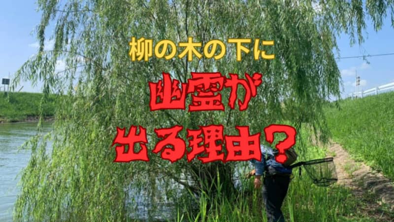 <Fishing Spot Trivia> Don't you want to know why there are "ghosts" under the willow trees that are common on the waterside?