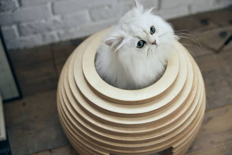 My child is too cute...! French pet furniture for pets is stylish and practical