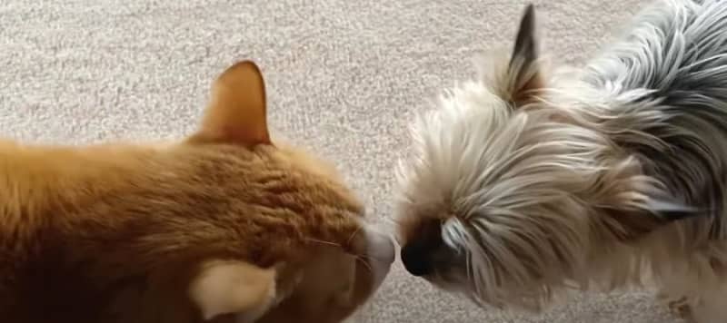 A cat attacked by a dog with a nose chew!