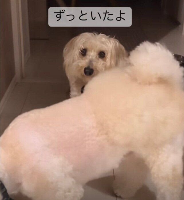 「見事な重なりぐあい」ロープで遊ぶ弟犬の後ろからぬっと現れた姉犬に驚き！