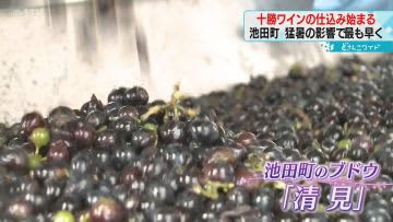 ``Very fruity wine'' Preparation process begins for Tokachi wine, the fastest ever in Ikeda Town, Hokkaido