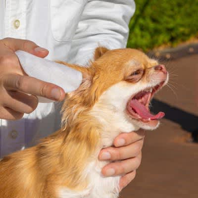4 painful "how to care" for dogs!Improper brushing and brushing can cause stress