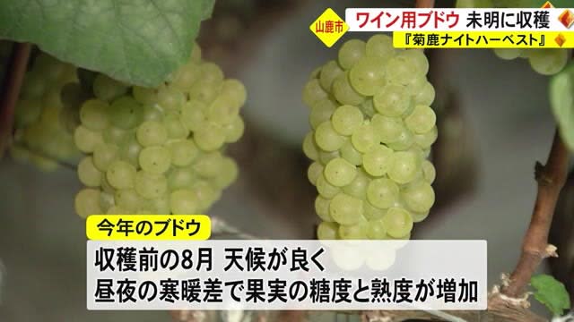 “Kikuka Night Harvest” Harvesting grapes for raw materials before dawn [Kumamoto]