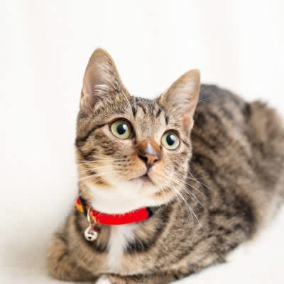 Is having a bell on your cat's collar stressful? The necessity to understand from the four advantages and disadvantages