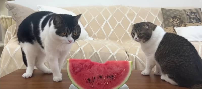 How does it taste?Cats received sweet watermelon as a snack ♡