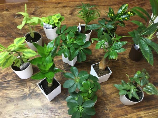 Do 100 yen houseplants grow...?“Three points to grow healthily” taught by a garden coordinator!