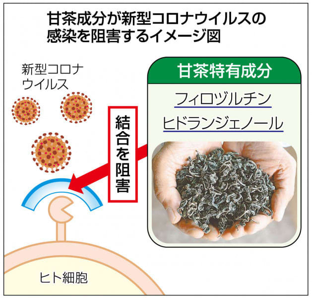 九戸の甘茶、コロナ感染抑制に効果　岩手生工研が研究成果発表