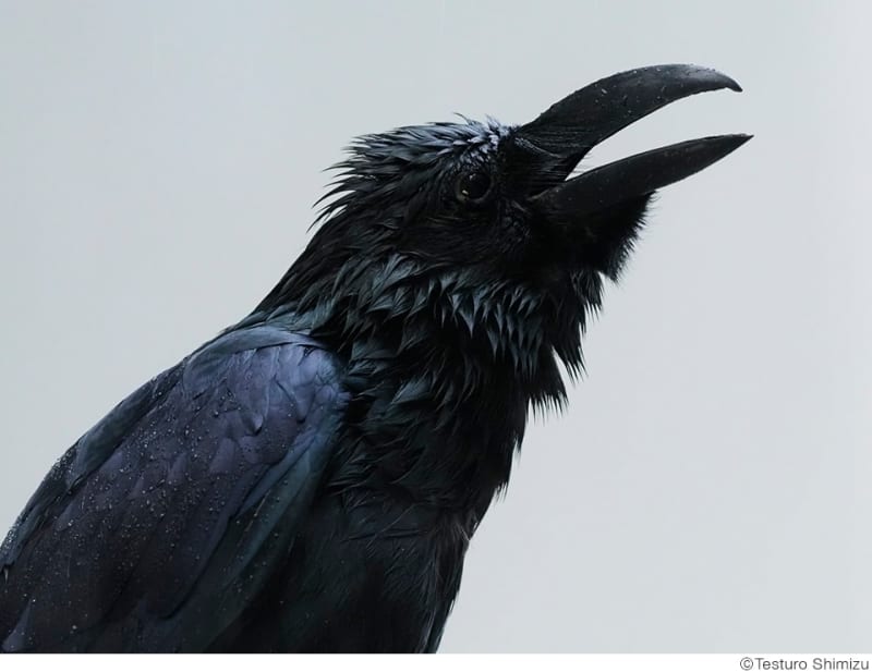 都会のカラスを通して東京の今が見える 清水哲朗写真展「トウキョウカラス」