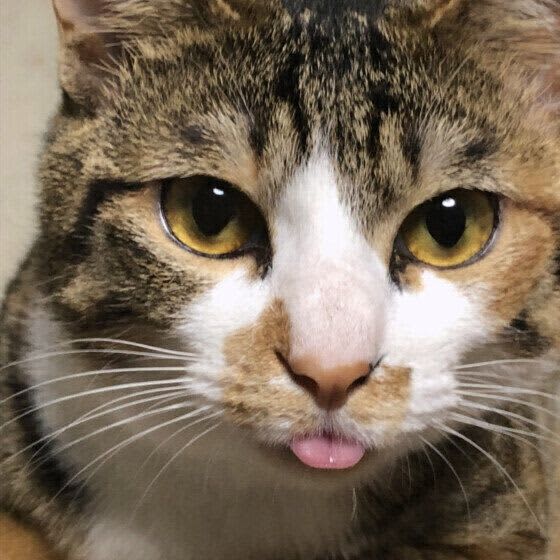 "It's sticking out its tongue!" Why do cats forget to put their tongues away?Experts explain the mysterious ecology of cats
