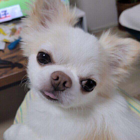 犬が「舌を出しっぱなしにする」のはいくつかの理由があった！