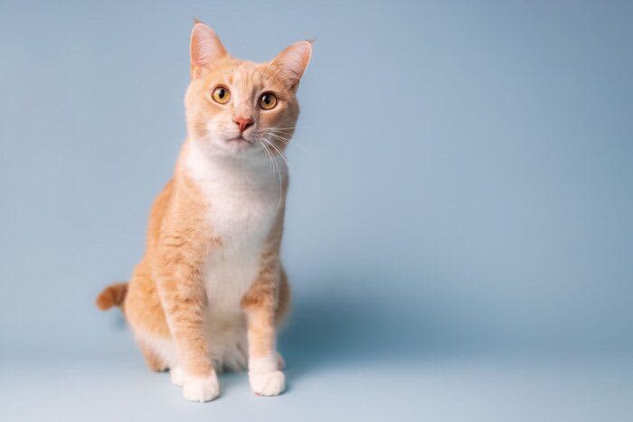 By the time you notice it, it may be too late: XNUMX diseases in cats that are hard to notice