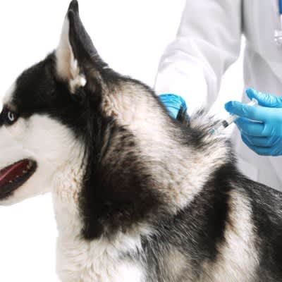 米国で愛犬へのワクチン接種をためらう人が増えているという調査結果