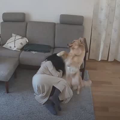When I did a prank on a large dog, I burst out laughing at the unexpected turn of events: ``That's not what I expected lol'' ``I can't believe it lol...''