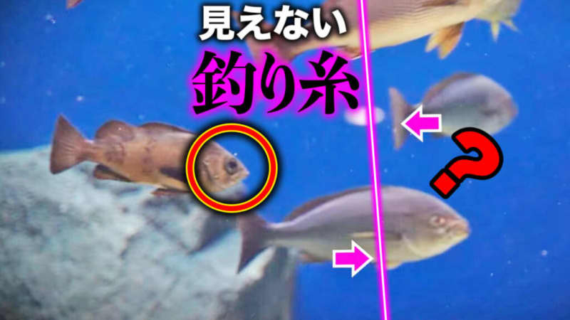 [Experiment] Fishing line invisible to fish is now available!Comparative experiment at an aquarium!Then, the result was surprising...!