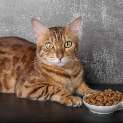 3 characteristics of "cat food you should avoid" What happens if you give it?