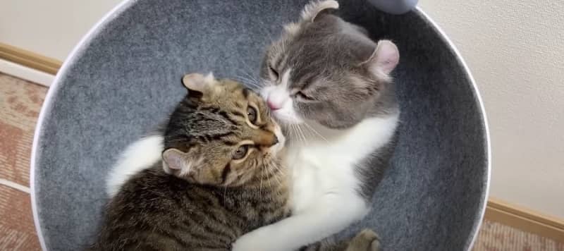 Like a human dad?Ikumen cat hugging his child ♡