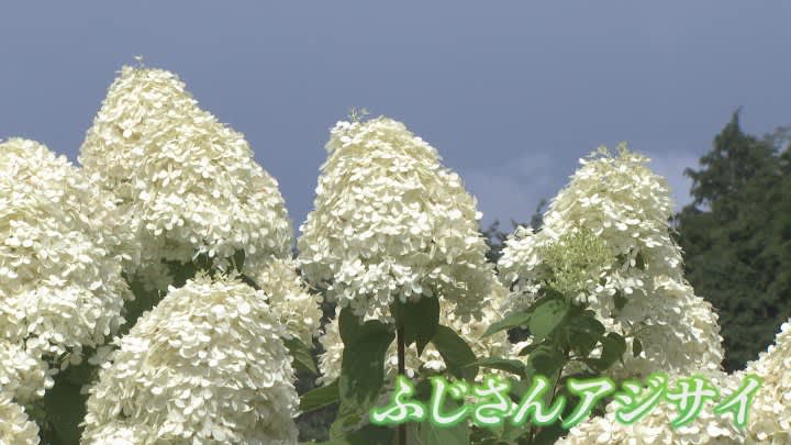 Fuji hydrangeas, like Mt. Fuji capped with white snow, are in full bloom in Hokuto City, Yamanashi