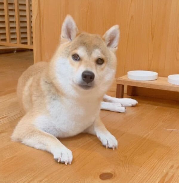 「ハッ！」とした表情で家族の帰宅を察知する柴犬→ニコニコ笑顔、しっぽフリフリのお出迎え…