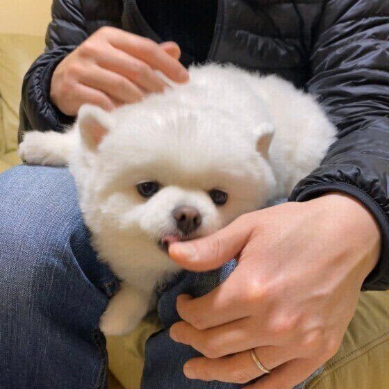 飼い主さん大好き！愛犬が見せる「愛情表現3選」