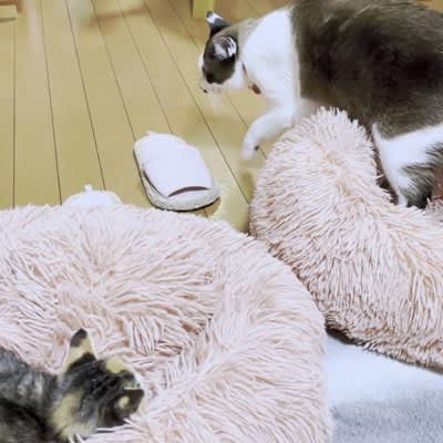 Funny and cute!How do the native cats react to meeting the kitten for the first time? ``Everyone is unique'' ``It's unreasonable...''