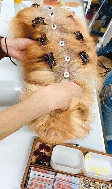 原因不明の脱毛症に悩まされた愛犬が、モフモフの姿に生まれ変わった！