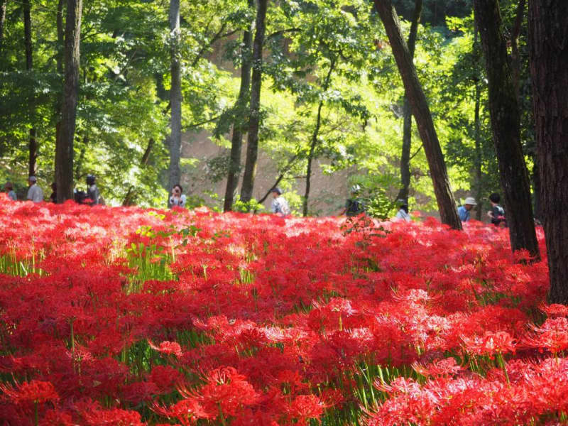Saitama's ``Manjusaka no Sato Kinchakuda'' is best viewed from mid-September to late September! The colony of 9 million mandarin flowers is one of the largest in Japan