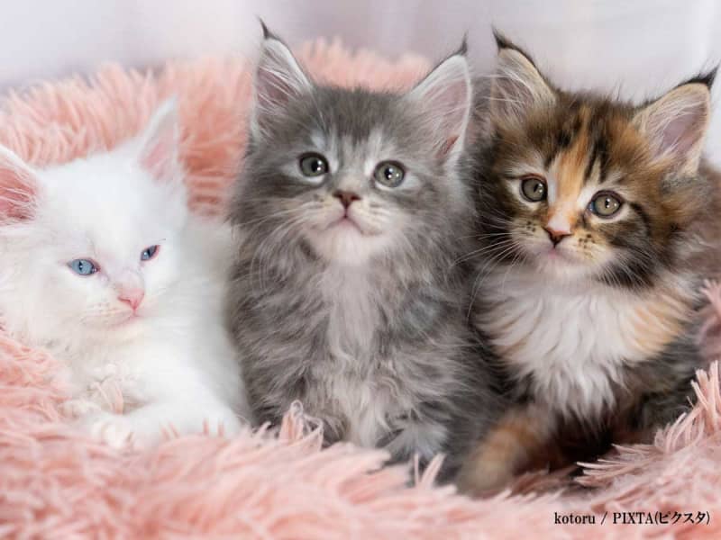 Four kittens were born, and the name of the fourth one became a hot topic because it ignored the context