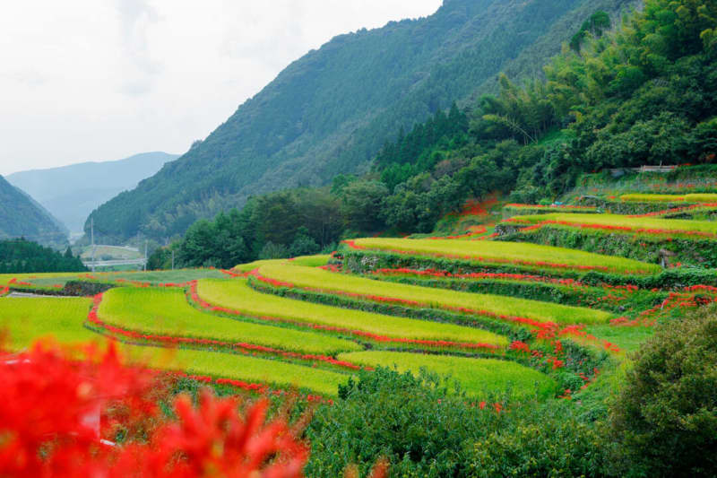 Yamaga Onsen, Kumamoto "Bando no Rice Terraces" The best time to see the red spider lilies that frame the golden rice terraces, which have been selected as one of Japan's top 9 rice terraces, is in mid-September.